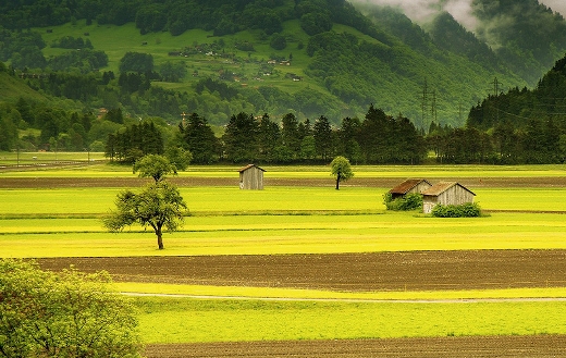 Landscape meadow field