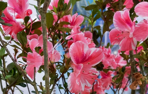 Pink blooming hibiscus