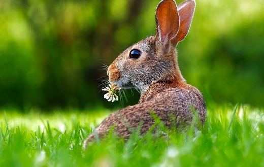 Rabbit hare animal puzzle