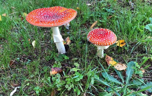 red-and-white-mushrooms puzzle