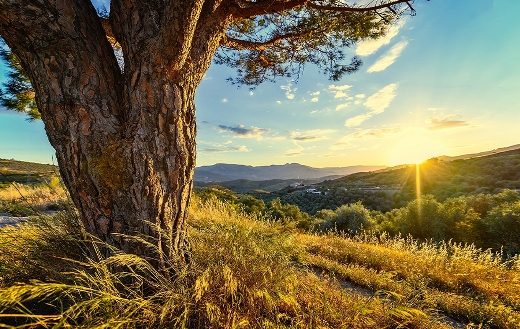 Romantic sunset landscape