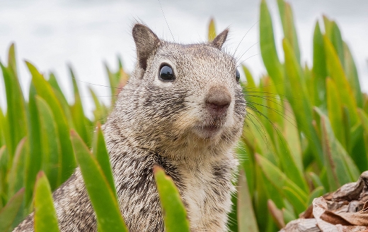 Surprised sweet animal squirrel California