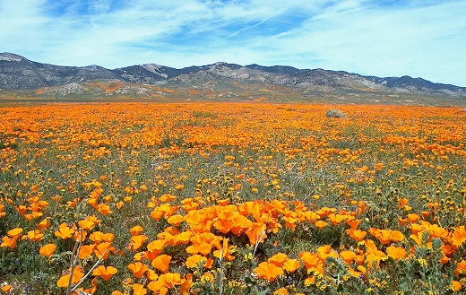 Wildflowers nature online