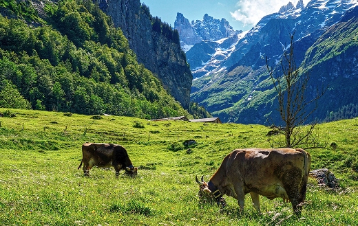 Alpine mountain nature landscape Switzerland