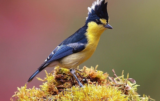 Ave feathers plumage