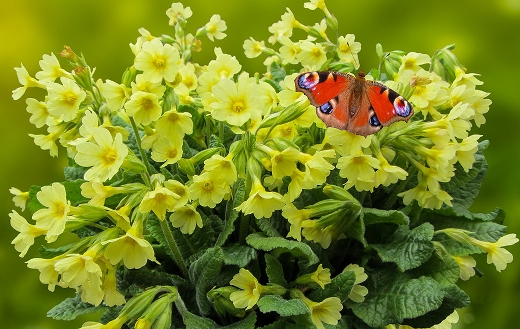 Butterfly nature garden flowers
