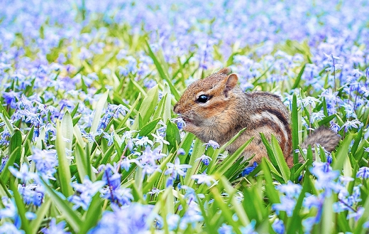 Chipmunk animal spring field meadow flowers