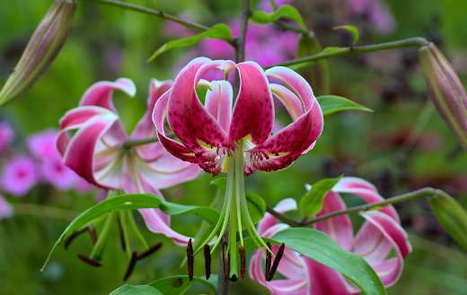 Close up red lily flowers