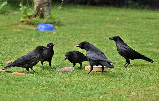 Common raven crow jackdaw bird puzzle