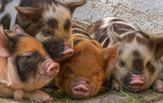 Cute piglet pigs