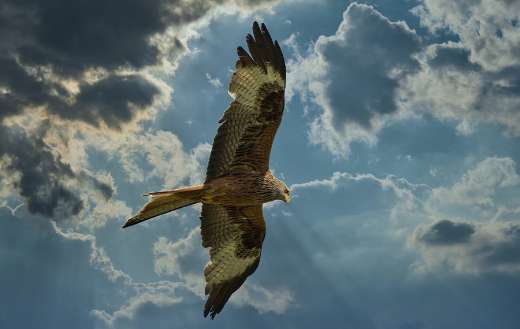 Dramatic clouds hunter bird