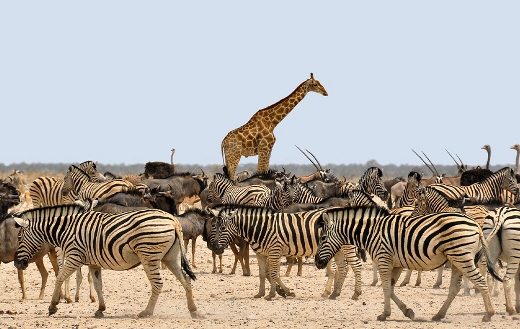 Dry nature Namibia Africa animals
