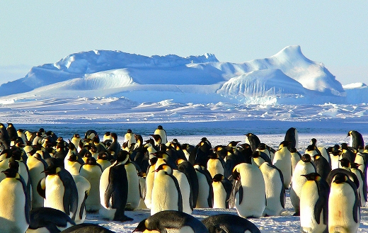 Emperor penguins Antarctic life online