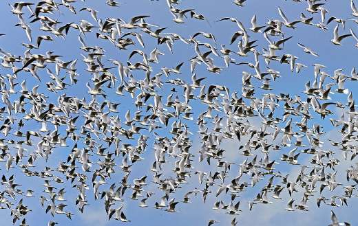 Flock of birds online