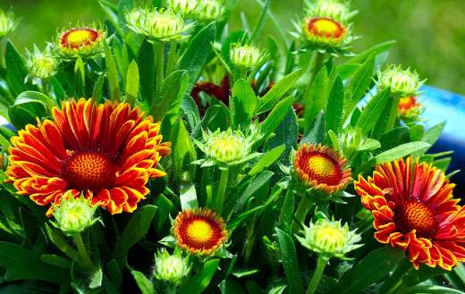 Flora blanket blossom flower puzzle