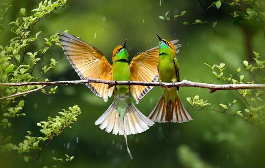 Flycatcher rainbow birds puzzle