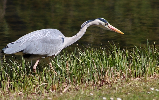 Heron grey bill