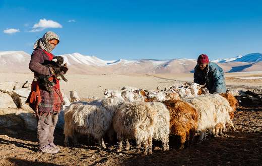Himalayan people mountain hill animals