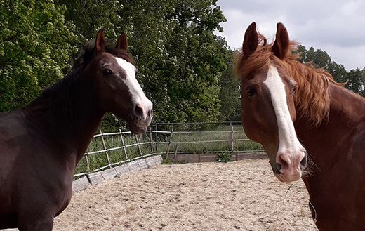 Two horses enjoy the outdoors