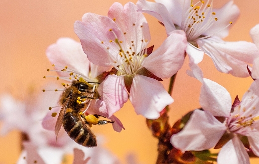 Insect honey bee nectar nature
