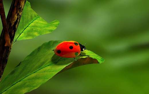Ladybug insect