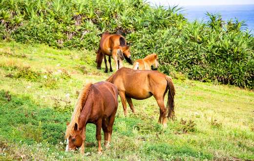 Landscape parent foal horse