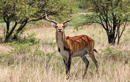 Lechwe bull horns marsh antelope puzzle