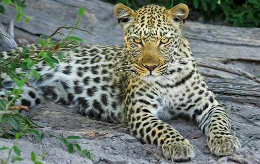 Leopard big wild cat Botswana Afrika online