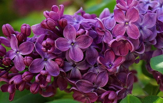 Lilac flower puzzle