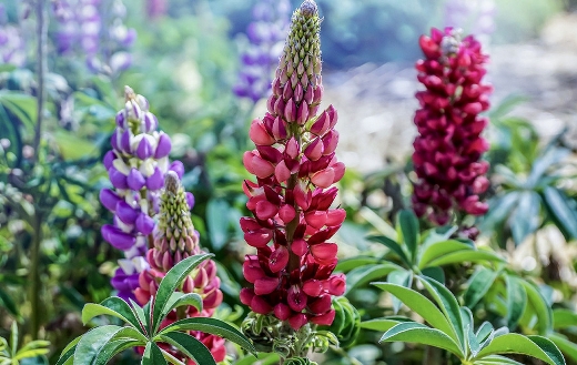 Lupins flower garden