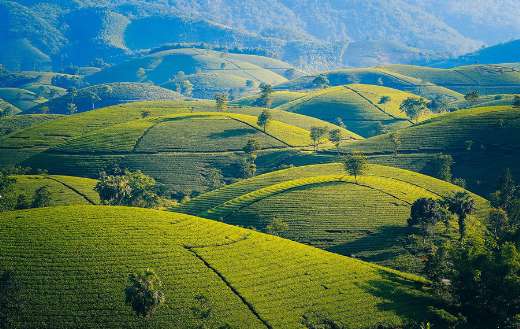 Mountains and hills tea the leaves