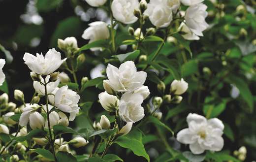 Ornamental shrub jasmine scent online