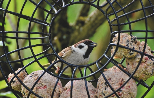 Sparrow birdie puzzle