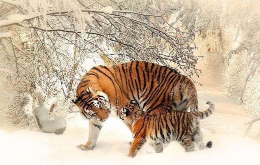 Tiger young cub family online
