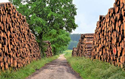 Timber industry tree trunks puzzle