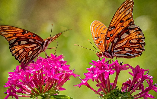 Two butterflies pink flowers