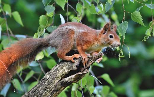 Verifiable kitten rodent nager squirrel