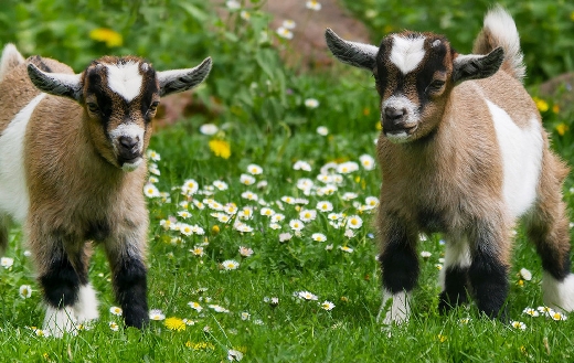 Baby goats