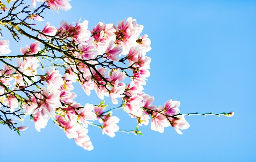 Beautiful white pink petaled flower