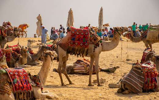 Bunch of camels Giza plateau