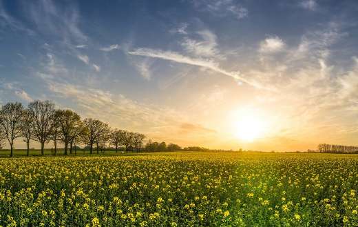 fields of rapeseeds