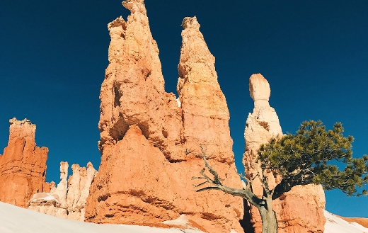 Low angle brown cliff tree Bryce Canyon national park