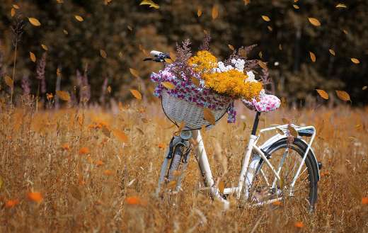 Nature flowers bike