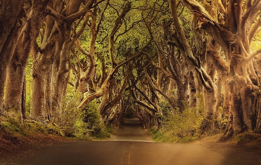 The dark hedges avenue trees