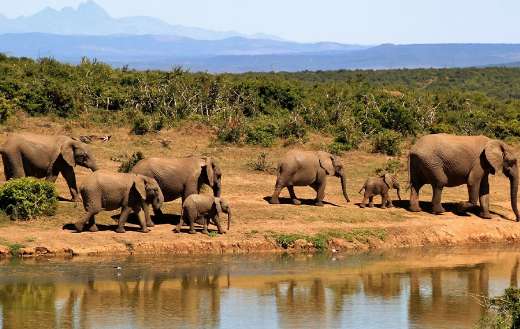 African bush herd elephant