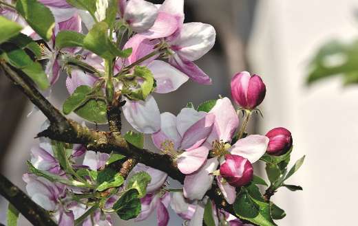 Apple flowers blossom