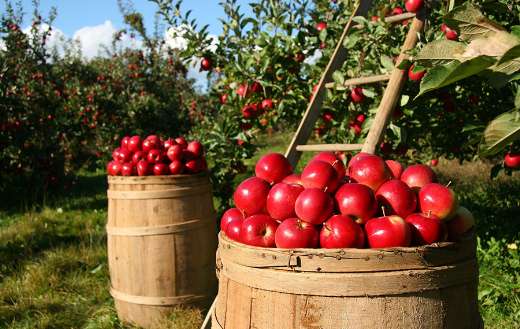 Apple orchard online