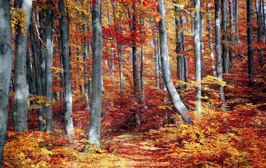 Autumn colorful season nature puzzle