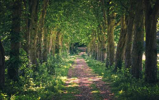 Avenue away nature puzzle