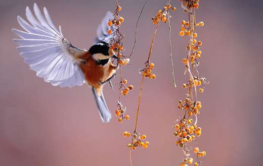 Bird wings fluttering nature animals berries